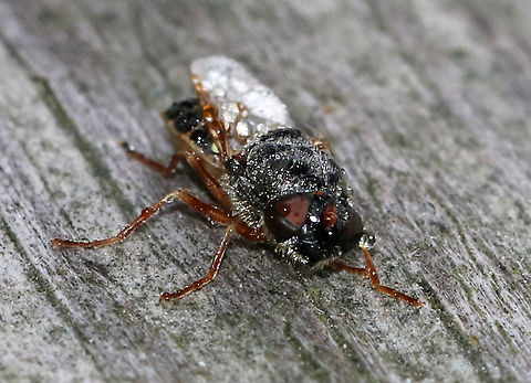 Soldier Fly - Odontomyia pubescens This fly was covered in dew. I don't know if it was dead or if just hadn't woken up yet.

Habitat: Resting on a fence on the edge of a saltmarsh
https://www.jungledragon.com/image/90079/soldier_fly_-_odontomyia_pubescens.html
https://www.jungledragon.com/image/90081/soldier_fly_-_odontomyia_pubescens.html Geotagged,Odontomyia pubescens,Spring,United States