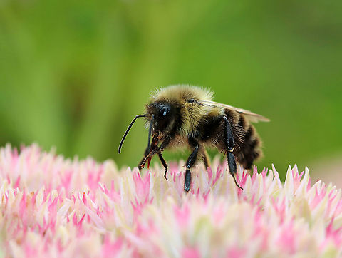 Common Eastern Bumble Bee  - Bombus impatiens Habitat: Buzzing around in a rural garden Bombus impatiens,Geotagged,Summer,United States,bee,bombus,bumble bee,common eastern bumble bee