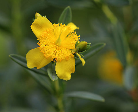 Shrubby St. John's-Wort - Hypericum prolificum Native to the eastern United States

Habitat: Rural garden
https://www.jungledragon.com/image/90085/shrubby_st._johns-wort_-_hypericum_prolificum.html Geotagged,Hypericum,Hypericum prolificum,Shrubby St. John's-Wort,Summer,United States,st. john's wort