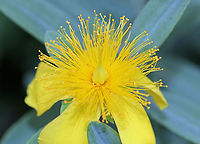 Shrubby St. John's-Wort - Hypericum prolificum Native to the eastern United States<br />
<br />
Habitat: Rural garden<br />
https://www.jungledragon.com/image/90084/shrubby_st._johns-wort_-_hypericum_prolificum.html Geotagged,Hypericum prolificum,Shrubby St. John's-Wort,Summer,United States