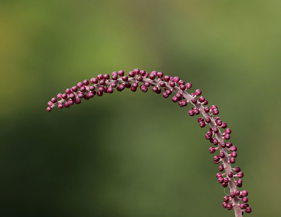 Baneberry - Actaea simplex Habitat: Rural garden<br />
<figure class="photo"><a href="https://www.jungledragon.com/image/90088/baneberry_-_actaea_simplex.html" title="Baneberry - Actaea simplex"><img src="https://s3.amazonaws.com/media.jungledragon.com/images/3232/90088_thumb.jpg?AWSAccessKeyId=05GMT0V3GWVNE7GGM1R2&Expires=1759968010&Signature=qvedyjMXx38aaUDRH1yOW%2FJCw9M%3D" width="108" height="152" alt="Baneberry - Actaea simplex Habitat: Rural garden<br />
https://www.jungledragon.com/image/90087/black_cohosh_-_actaea_racemosa.html<br />
 Actaea,Actaea simplex,Geotagged,Summer,United States" /></a></figure> Actaea,Actaea  simplex,Baneberry,Geotagged,Summer,United States