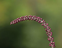 Baneberry - Actaea simplex Habitat: Rural garden<br />
https://www.jungledragon.com/image/90088/black_cohosh_-_actaea_racemosa.html Actaea,Actaea  simplex,Baneberry,Geotagged,Summer,United States
