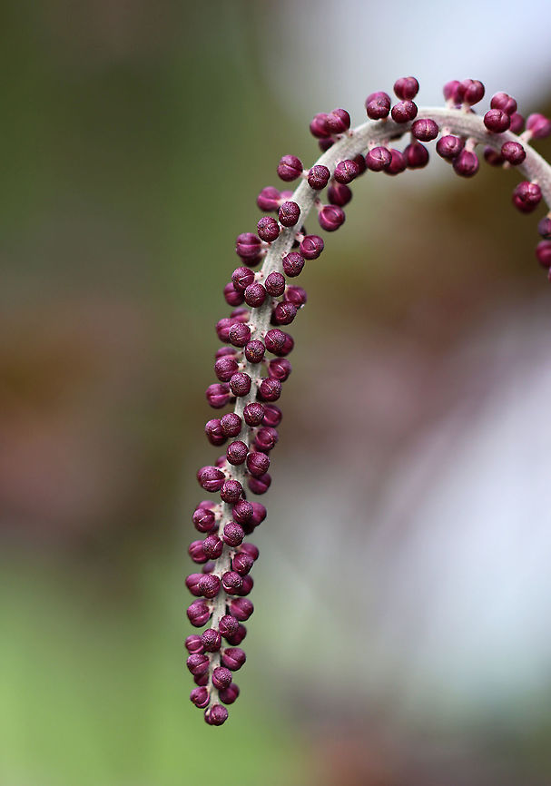 Baneberry - Actaea simplex Habitat: Rural garden<br />
<figure class="photo"><a href="https://www.jungledragon.com/image/90087/baneberry_-_actaea_simplex.html" title="Baneberry - Actaea simplex"><img src="https://s3.amazonaws.com/media.jungledragon.com/images/3232/90087_thumb.jpg?AWSAccessKeyId=05GMT0V3GWVNE7GGM1R2&Expires=1759968010&Signature=MUxxnaJzTKy9WSU14Jk9C3Dl0W0%3D" width="200" height="156" alt="Baneberry - Actaea simplex Habitat: Rural garden<br />
https://www.jungledragon.com/image/90088/black_cohosh_-_actaea_racemosa.html Actaea,Actaea  simplex,Baneberry,Geotagged,Summer,United States" /></a></figure><br />
 Actaea,Actaea simplex,Geotagged,Summer,United States