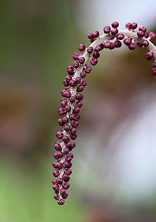 Baneberry - Actaea simplex Habitat: Rural garden
https://www.jungledragon.com/image/90087/black_cohosh_-_actaea_racemosa.html
 Actaea,Actaea simplex,Geotagged,Summer,United States