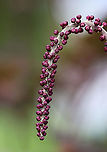 Baneberry - Actaea simplex Habitat: Rural garden<br />
https://www.jungledragon.com/image/90087/black_cohosh_-_actaea_racemosa.html<br />
 Actaea,Actaea simplex,Geotagged,Summer,United States