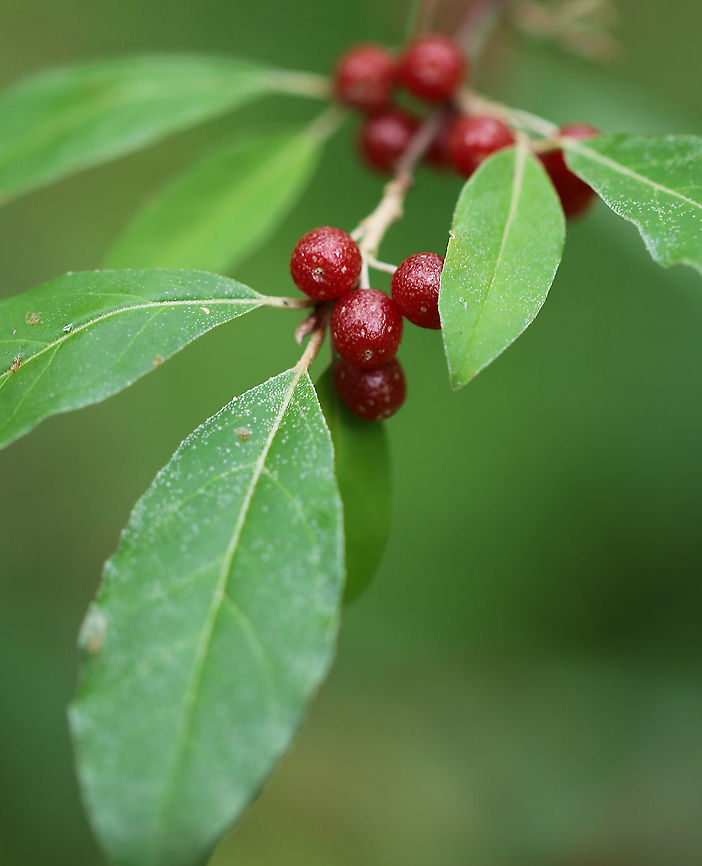 Autumn Olive - Elaeagnus umbellata Autumn olive produces up to 80 lbs (37 kg) of berries per season! They ripen in the autumn, thus giving the plant its common name. It has become naturalized in the United States, but is considered an invasive species.<br />
<br />
Habitat: Meadow edge Autumn olive,Elaeagnus,Elaeagnus umbellata,Geotagged,Summer,United States,autumn-olive,berries,red berries