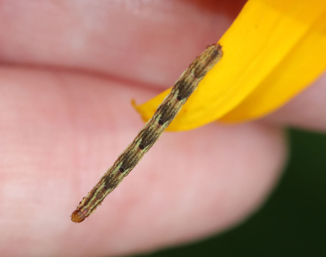 Common Eupithecia - Eupithecia miserulata These caterpillars are so common in this area!<br />
<br />
Habitat: Meadow Common Eupithecia,Eupithecia,Eupithecia miserulata,Geotagged,Summer,United States,caterpillar,larva