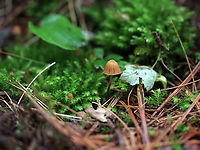 LBM - Galerina sp. Habitat: Growing in moss in a mixed, but mostly pine forest.<br />
https://www.jungledragon.com/image/90092/lbm_-_galerina_sp.html Galerina,Geotagged,LBM,Spring,United States,mushroom