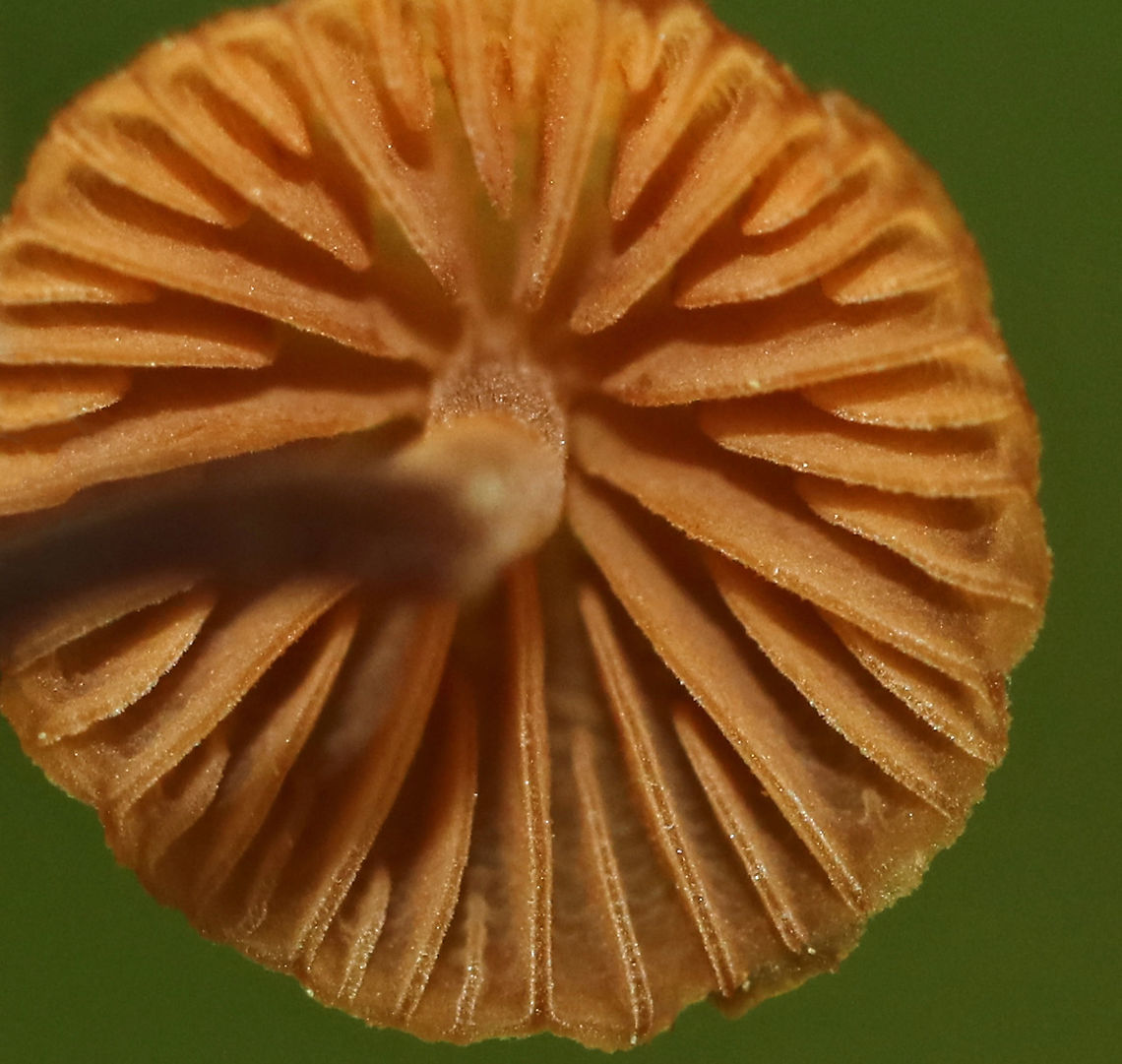 LBM - Galerina sp. Habitat: Growing in moss in a mixed, but mostly pine forest.<br />
<figure class="photo"><a href="https://www.jungledragon.com/image/90091/lbm_-_galerina_sp.html" title="LBM - Galerina sp."><img src="https://s3.amazonaws.com/media.jungledragon.com/images/3232/90091_thumb.jpg?AWSAccessKeyId=05GMT0V3GWVNE7GGM1R2&Expires=1769040010&Signature=4LWxpmFf03V%2BF%2FSJTkDB5T8rYeY%3D" width="200" height="150" alt="LBM - Galerina sp. Habitat: Growing in moss in a mixed, but mostly pine forest.<br />
https://www.jungledragon.com/image/90092/lbm_-_galerina_sp.html Galerina,Geotagged,LBM,Spring,United States,mushroom" /></a></figure> Geotagged,Spring,United States