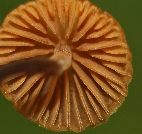 LBM - Galerina sp. Habitat: Growing in moss in a mixed, but mostly pine forest.
https://www.jungledragon.com/image/90091/lbm_-_galerina_sp.html Geotagged,Spring,United States