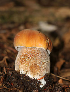 Penny Bun - Boletus cf. edulis This mushroom is classified as Boletus edulis, but whether or not the "true" Boletus edulis occurs in North America is up for debate. So, you could consider this mushroom to be Boletus edulis, Boletus cf. edulis, or in the Boeltus edulis group.

Habitat: Growing on the ground under eastern hemlock
https://www.jungledragon.com/image/90137/penny_bun_-_boletus_cf._edulis.html
https://www.jungledragon.com/image/90136/penny_bun_-_boletus_cf._edulis.html
https://www.jungledragon.com/image/90135/penny_bun_-_boletus_cf._edulis.html Boletus edulis,Geotagged,Summer,United States,bolete,boletus,penny bun