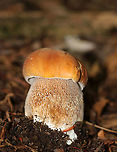 Penny Bun - Boletus cf. edulis This mushroom is classified as Boletus edulis, but whether or not the "true" Boletus edulis occurs in North America is up for debate. So, you could consider this mushroom to be Boletus edulis, Boletus cf. edulis, or in the Boeltus edulis group.<br />
<br />
Habitat: Growing on the ground under eastern hemlock<br />
https://www.jungledragon.com/image/90137/penny_bun_-_boletus_cf._edulis.html<br />
https://www.jungledragon.com/image/90136/penny_bun_-_boletus_cf._edulis.html<br />
https://www.jungledragon.com/image/90135/penny_bun_-_boletus_cf._edulis.html Boletus edulis,Geotagged,Summer,United States,bolete,boletus,penny bun