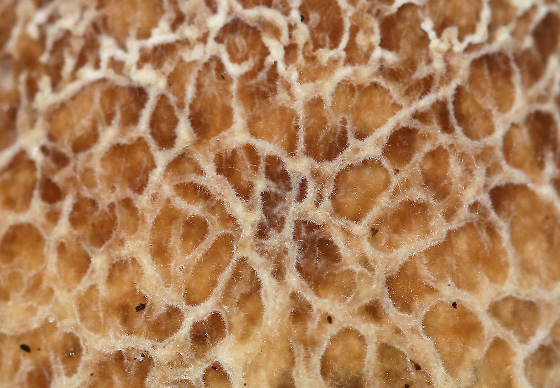 Penny Bun - Boletus cf. edulis This mushroom is classified as Boletus edulis, but whether or not the &quot;true&quot; Boletus edulis occurs in North America is up for debate. So, you could consider this mushroom to be Boletus edulis, Boletus cf. edulis, or in the Boeltus edulis group.<br />
<br />
Habitat: Growing on the ground under eastern hemlock<br />
<figure class="photo"><a href="https://www.jungledragon.com/image/90136/penny_bun_-_boletus_cf._edulis.html" title="Penny Bun - Boletus cf. edulis"><img src="https://s3.amazonaws.com/media.jungledragon.com/images/3232/90136_thumb.jpg?AWSAccessKeyId=05GMT0V3GWVNE7GGM1R2&Expires=1767225610&Signature=%2BDpKwz%2BRNb3spuTvZ%2BRvTvW6UgQ%3D" width="200" height="198" alt="Penny Bun - Boletus cf. edulis This mushroom is classified as Boletus edulis, but whether or not the &quot;true&quot; Boletus edulis occurs in North America is up for debate. So, you could consider this mushroom to be Boletus edulis, Boletus cf. edulis, or in the Boeltus edulis group.<br />
<br />
Habitat: Growing on the ground under eastern hemlock<br />
https://www.jungledragon.com/image/90134/penny_bun_-_boletus_cf._edulis.html<br />
https://www.jungledragon.com/image/90137/penny_bun_-_boletus_cf._edulis.html<br />
https://www.jungledragon.com/image/90135/penny_bun_-_boletus_cf._edulis.html Boletus edulis,Geotagged,Summer,United States" /></a></figure><br />
<figure class="photo"><a href="https://www.jungledragon.com/image/90137/penny_bun_-_boletus_cf._edulis.html" title="Penny Bun - Boletus cf. edulis"><img src="https://s3.amazonaws.com/media.jungledragon.com/images/3232/90137_thumb.jpg?AWSAccessKeyId=05GMT0V3GWVNE7GGM1R2&Expires=1767225610&Signature=TE4nn%2B3kGY4UY6An5ob6kse5bPI%3D" width="110" height="152" alt="Penny Bun - Boletus cf. edulis This mushroom is classified as Boletus edulis, but whether or not the &quot;true&quot; Boletus edulis occurs in North America is up for debate. So, you could consider this mushroom to be Boletus edulis, Boletus cf. edulis, or in the Boeltus edulis group.<br />
<br />
Habitat: Growing on the ground under eastern hemlock<br />
https://www.jungledragon.com/image/90134/penny_bun_-_boletus_cf._edulis.html<br />
https://www.jungledragon.com/image/90136/penny_bun_-_boletus_cf._edulis.html<br />
https://www.jungledragon.com/image/90135/penny_bun_-_boletus_cf._edulis.html Boletus edulis,Geotagged,Summer,United States" /></a></figure><br />
<figure class="photo"><a href="https://www.jungledragon.com/image/90134/penny_bun_-_boletus_cf._edulis.html" title="Penny Bun - Boletus cf. edulis"><img src="https://s3.amazonaws.com/media.jungledragon.com/images/3232/90134_thumb.jpg?AWSAccessKeyId=05GMT0V3GWVNE7GGM1R2&Expires=1767225610&Signature=hZpyqPYqDHsGAsnMUVc%2FpIX%2BIxU%3D" width="118" height="152" alt="Penny Bun - Boletus cf. edulis This mushroom is classified as Boletus edulis, but whether or not the &quot;true&quot; Boletus edulis occurs in North America is up for debate. So, you could consider this mushroom to be Boletus edulis, Boletus cf. edulis, or in the Boeltus edulis group.<br />
<br />
Habitat: Growing on the ground under eastern hemlock<br />
https://www.jungledragon.com/image/90137/penny_bun_-_boletus_cf._edulis.html<br />
https://www.jungledragon.com/image/90136/penny_bun_-_boletus_cf._edulis.html<br />
https://www.jungledragon.com/image/90135/penny_bun_-_boletus_cf._edulis.html Boletus edulis,Geotagged,Summer,United States,bolete,boletus,penny bun" /></a></figure> Boletus edulis,Geotagged,Summer,United States