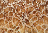 Penny Bun - Boletus cf. edulis This mushroom is classified as Boletus edulis, but whether or not the "true" Boletus edulis occurs in North America is up for debate. So, you could consider this mushroom to be Boletus edulis, Boletus cf. edulis, or in the Boeltus edulis group.<br />
<br />
Habitat: Growing on the ground under eastern hemlock<br />
https://www.jungledragon.com/image/90136/penny_bun_-_boletus_cf._edulis.html<br />
https://www.jungledragon.com/image/90137/penny_bun_-_boletus_cf._edulis.html<br />
https://www.jungledragon.com/image/90134/penny_bun_-_boletus_cf._edulis.html Boletus edulis,Geotagged,Summer,United States