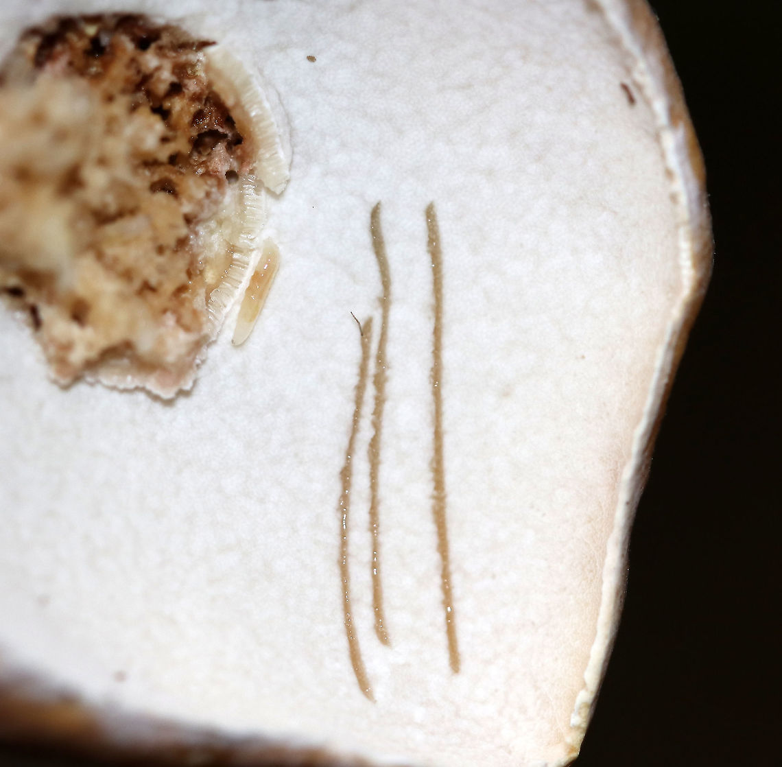 Penny Bun - Boletus cf. edulis This mushroom is classified as Boletus edulis, but whether or not the &quot;true&quot; Boletus edulis occurs in North America is up for debate. So, you could consider this mushroom to be Boletus edulis, Boletus cf. edulis, or in the Boeltus edulis group.<br />
<br />
Habitat: Growing on the ground under eastern hemlock<br />
<figure class="photo"><a href="https://www.jungledragon.com/image/90134/penny_bun_-_boletus_cf._edulis.html" title="Penny Bun - Boletus cf. edulis"><img src="https://s3.amazonaws.com/media.jungledragon.com/images/3232/90134_thumb.jpg?AWSAccessKeyId=05GMT0V3GWVNE7GGM1R2&Expires=1767225610&Signature=hZpyqPYqDHsGAsnMUVc%2FpIX%2BIxU%3D" width="118" height="152" alt="Penny Bun - Boletus cf. edulis This mushroom is classified as Boletus edulis, but whether or not the &quot;true&quot; Boletus edulis occurs in North America is up for debate. So, you could consider this mushroom to be Boletus edulis, Boletus cf. edulis, or in the Boeltus edulis group.<br />
<br />
Habitat: Growing on the ground under eastern hemlock<br />
https://www.jungledragon.com/image/90137/penny_bun_-_boletus_cf._edulis.html<br />
https://www.jungledragon.com/image/90136/penny_bun_-_boletus_cf._edulis.html<br />
https://www.jungledragon.com/image/90135/penny_bun_-_boletus_cf._edulis.html Boletus edulis,Geotagged,Summer,United States,bolete,boletus,penny bun" /></a></figure><br />
<figure class="photo"><a href="https://www.jungledragon.com/image/90137/penny_bun_-_boletus_cf._edulis.html" title="Penny Bun - Boletus cf. edulis"><img src="https://s3.amazonaws.com/media.jungledragon.com/images/3232/90137_thumb.jpg?AWSAccessKeyId=05GMT0V3GWVNE7GGM1R2&Expires=1767225610&Signature=TE4nn%2B3kGY4UY6An5ob6kse5bPI%3D" width="110" height="152" alt="Penny Bun - Boletus cf. edulis This mushroom is classified as Boletus edulis, but whether or not the &quot;true&quot; Boletus edulis occurs in North America is up for debate. So, you could consider this mushroom to be Boletus edulis, Boletus cf. edulis, or in the Boeltus edulis group.<br />
<br />
Habitat: Growing on the ground under eastern hemlock<br />
https://www.jungledragon.com/image/90134/penny_bun_-_boletus_cf._edulis.html<br />
https://www.jungledragon.com/image/90136/penny_bun_-_boletus_cf._edulis.html<br />
https://www.jungledragon.com/image/90135/penny_bun_-_boletus_cf._edulis.html Boletus edulis,Geotagged,Summer,United States" /></a></figure><br />
<figure class="photo"><a href="https://www.jungledragon.com/image/90135/penny_bun_-_boletus_cf._edulis.html" title="Penny Bun - Boletus cf. edulis"><img src="https://s3.amazonaws.com/media.jungledragon.com/images/3232/90135_thumb.jpg?AWSAccessKeyId=05GMT0V3GWVNE7GGM1R2&Expires=1767225610&Signature=n3Q0Eq%2BRq864J0TsbXwF6iBD%2F%2Bc%3D" width="200" height="140" alt="Penny Bun - Boletus cf. edulis This mushroom is classified as Boletus edulis, but whether or not the &quot;true&quot; Boletus edulis occurs in North America is up for debate. So, you could consider this mushroom to be Boletus edulis, Boletus cf. edulis, or in the Boeltus edulis group.<br />
<br />
Habitat: Growing on the ground under eastern hemlock<br />
https://www.jungledragon.com/image/90136/penny_bun_-_boletus_cf._edulis.html<br />
https://www.jungledragon.com/image/90137/penny_bun_-_boletus_cf._edulis.html<br />
https://www.jungledragon.com/image/90134/penny_bun_-_boletus_cf._edulis.html Boletus edulis,Geotagged,Summer,United States" /></a></figure> Boletus edulis,Geotagged,Summer,United States