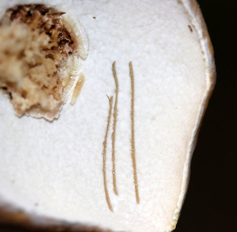 Penny Bun - Boletus cf. edulis This mushroom is classified as Boletus edulis, but whether or not the "true" Boletus edulis occurs in North America is up for debate. So, you could consider this mushroom to be Boletus edulis, Boletus cf. edulis, or in the Boeltus edulis group.

Habitat: Growing on the ground under eastern hemlock
https://www.jungledragon.com/image/90134/penny_bun_-_boletus_cf._edulis.html
https://www.jungledragon.com/image/90137/penny_bun_-_boletus_cf._edulis.html
https://www.jungledragon.com/image/90135/penny_bun_-_boletus_cf._edulis.html Boletus edulis,Geotagged,Summer,United States