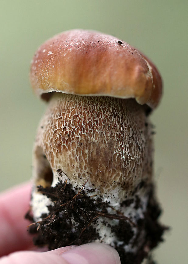 Penny Bun - Boletus cf. edulis This mushroom is classified as Boletus edulis, but whether or not the &quot;true&quot; Boletus edulis occurs in North America is up for debate. So, you could consider this mushroom to be Boletus edulis, Boletus cf. edulis, or in the Boeltus edulis group.<br />
<br />
Habitat: Growing on the ground under eastern hemlock<br />
<figure class="photo"><a href="https://www.jungledragon.com/image/90134/penny_bun_-_boletus_cf._edulis.html" title="Penny Bun - Boletus cf. edulis"><img src="https://s3.amazonaws.com/media.jungledragon.com/images/3232/90134_thumb.jpg?AWSAccessKeyId=05GMT0V3GWVNE7GGM1R2&Expires=1759968010&Signature=0ko5oPDFkGVCj4jSCIt0frzje00%3D" width="118" height="152" alt="Penny Bun - Boletus cf. edulis This mushroom is classified as Boletus edulis, but whether or not the &quot;true&quot; Boletus edulis occurs in North America is up for debate. So, you could consider this mushroom to be Boletus edulis, Boletus cf. edulis, or in the Boeltus edulis group.<br />
<br />
Habitat: Growing on the ground under eastern hemlock<br />
https://www.jungledragon.com/image/90137/penny_bun_-_boletus_cf._edulis.html<br />
https://www.jungledragon.com/image/90136/penny_bun_-_boletus_cf._edulis.html<br />
https://www.jungledragon.com/image/90135/penny_bun_-_boletus_cf._edulis.html Boletus edulis,Geotagged,Summer,United States,bolete,boletus,penny bun" /></a></figure><br />
<figure class="photo"><a href="https://www.jungledragon.com/image/90136/penny_bun_-_boletus_cf._edulis.html" title="Penny Bun - Boletus cf. edulis"><img src="https://s3.amazonaws.com/media.jungledragon.com/images/3232/90136_thumb.jpg?AWSAccessKeyId=05GMT0V3GWVNE7GGM1R2&Expires=1759968010&Signature=gMMMPZL7TZT34lBOA4PyN62wXVQ%3D" width="200" height="198" alt="Penny Bun - Boletus cf. edulis This mushroom is classified as Boletus edulis, but whether or not the &quot;true&quot; Boletus edulis occurs in North America is up for debate. So, you could consider this mushroom to be Boletus edulis, Boletus cf. edulis, or in the Boeltus edulis group.<br />
<br />
Habitat: Growing on the ground under eastern hemlock<br />
https://www.jungledragon.com/image/90134/penny_bun_-_boletus_cf._edulis.html<br />
https://www.jungledragon.com/image/90137/penny_bun_-_boletus_cf._edulis.html<br />
https://www.jungledragon.com/image/90135/penny_bun_-_boletus_cf._edulis.html Boletus edulis,Geotagged,Summer,United States" /></a></figure><br />
<figure class="photo"><a href="https://www.jungledragon.com/image/90135/penny_bun_-_boletus_cf._edulis.html" title="Penny Bun - Boletus cf. edulis"><img src="https://s3.amazonaws.com/media.jungledragon.com/images/3232/90135_thumb.jpg?AWSAccessKeyId=05GMT0V3GWVNE7GGM1R2&Expires=1759968010&Signature=zOh6tPzXKftsaImm3f9Wg2aAA%2BQ%3D" width="200" height="140" alt="Penny Bun - Boletus cf. edulis This mushroom is classified as Boletus edulis, but whether or not the &quot;true&quot; Boletus edulis occurs in North America is up for debate. So, you could consider this mushroom to be Boletus edulis, Boletus cf. edulis, or in the Boeltus edulis group.<br />
<br />
Habitat: Growing on the ground under eastern hemlock<br />
https://www.jungledragon.com/image/90136/penny_bun_-_boletus_cf._edulis.html<br />
https://www.jungledragon.com/image/90137/penny_bun_-_boletus_cf._edulis.html<br />
https://www.jungledragon.com/image/90134/penny_bun_-_boletus_cf._edulis.html Boletus edulis,Geotagged,Summer,United States" /></a></figure> Boletus edulis,Geotagged,Summer,United States