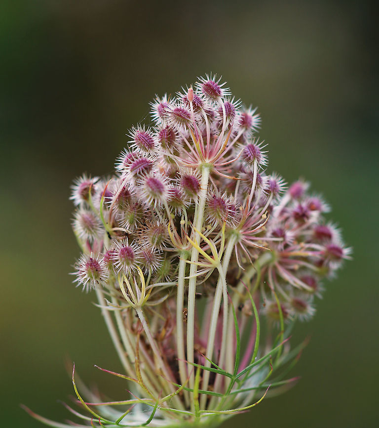 Wild Carrot - Daucus carota Wild carrot has such pretty, &quot;velcro&quot; seeds. It&#039;s my favorite stage in the plant&#039;s life cycle.<br />
<br />
Habitat: Meadow Daucus carota,Geotagged,Summer,United States,Wild carrot
