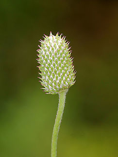 Thimbleweed - Anemone cylindrica A few months later, it will look like this:
https://www.jungledragon.com/image/77592/thimbleweed_-_anemone_cylindrica.html

Habitat: It was near the edge of a pond in an overgrown area. Anemone cylindrica,Geotagged,Long-headed Windflower,Summer,United States