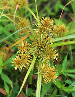 Flatsedge- Cyperus strigosus I think this is Cyperus strigosus, but it could also be Cyperus odoratus. I cannot easily tell them apart. But, I'm leaning towards C. strigosus because it is more common and the color seems right.

Habitat: Pond's edge Cyperus,Cyperus strigosus,False nutsedge,Geotagged,Summer,United States,flatsedge