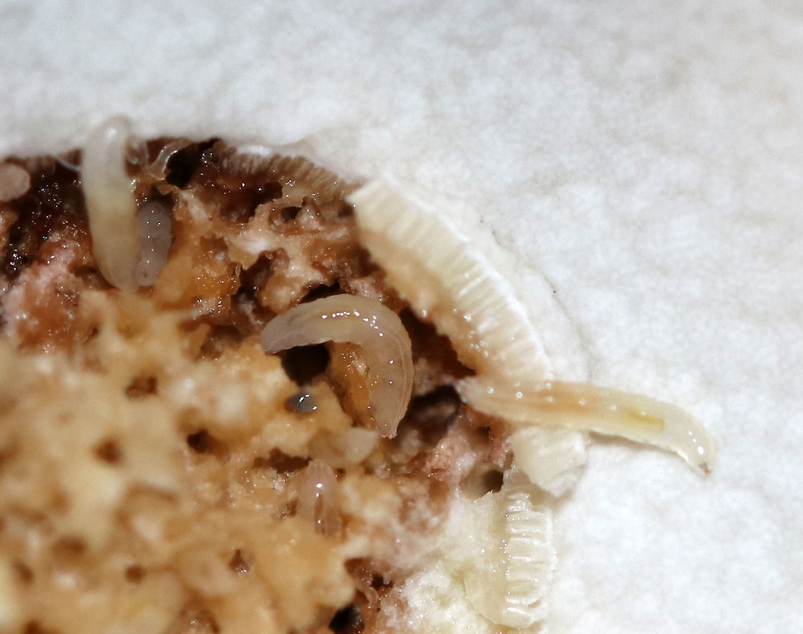 Fungus Gnat Larvae - Mycetophilidae I found tons of larvae inside the stem of a Boletus edulis mushroom.<br />
<br />
Habitat: Mixed forest Geotagged,Mycetophilidae,Summer,United States,fly larvae,fungus gnat larvae,larvae