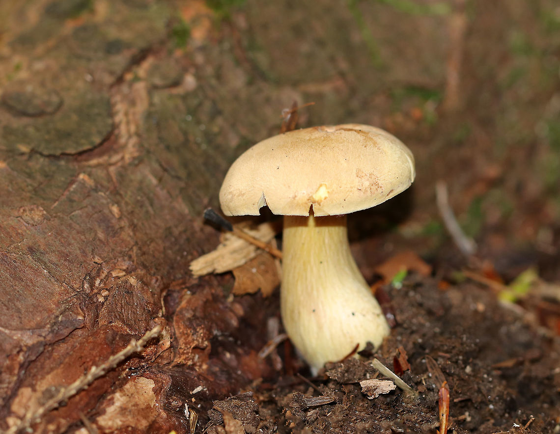 Tricholoma odorum Cap: Dry, finely hairy, pale tan  <br />
Gills: Same color as cap; attached to the stem and close<br />
Stem: Slightly curved and enlarged at the base <br />
Habitat: Growing at the base of eastern hemlock<br />
<figure class="photo"><a href="https://www.jungledragon.com/image/90143/tricholoma_odorum.html" title="Tricholoma odorum"><img src="https://s3.amazonaws.com/media.jungledragon.com/images/3232/90143_thumb.jpg?AWSAccessKeyId=05GMT0V3GWVNE7GGM1R2&Expires=1759968010&Signature=d78DEYUWVBJvMolMXsEYmRFPsv8%3D" width="200" height="128" alt="Tricholoma odorum Cap: Dry, finely hairy, pale tan<br />
Gills: Same color as cap; attached to the stem and close<br />
Stem: Slightly curved and enlarged at the base<br />
Habitat: Growing at the base of eastern hemlock<br />
https://www.jungledragon.com/image/90142/tricholoma_odorum.html Geotagged,Summer,Tricholoma odorum,United States" /></a></figure> Geotagged,Summer,Tricholoma,Tricholoma odorum,United States,mushroom