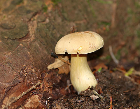 Tricholoma odorum Cap: Dry, finely hairy, pale tan  
Gills: Same color as cap; attached to the stem and close
Stem: Slightly curved and enlarged at the base 
Habitat: Growing at the base of eastern hemlock
https://www.jungledragon.com/image/90143/tricholoma_odorum.html Geotagged,Summer,Tricholoma,Tricholoma odorum,United States,mushroom
