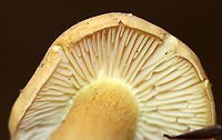 Tricholoma odorum Cap: Dry, finely hairy, pale tan<br />
Gills: Same color as cap; attached to the stem and close<br />
Stem: Slightly curved and enlarged at the base<br />
Habitat: Growing at the base of eastern hemlock<br />
https://www.jungledragon.com/image/90142/tricholoma_odorum.html Geotagged,Summer,Tricholoma odorum,United States