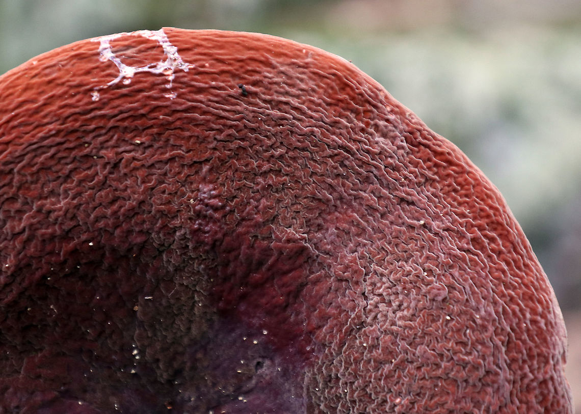 Corrugated-cap Milky - Lactifluus corrugis Cap: Felty; depressed center; brownish red; very wrinkled<br />
Gills: Attached; close; frequent short gills; buff/pale orange; copious white milk<br />
Stem: Equal; similar, but more pale in color than cap; base was white<br />
Habitat: Growing under oak<br />
<figure class="photo"><a href="https://www.jungledragon.com/image/90188/corrugated-cap_milky_-_lactifluus_corrugis.html" title="Corrugated-cap Milky - Lactifluus corrugis"><img src="https://s3.amazonaws.com/media.jungledragon.com/images/3232/90188_thumb.jpg?AWSAccessKeyId=05GMT0V3GWVNE7GGM1R2&Expires=1767225610&Signature=m1WC0ibPXI7rYHHXMHB6xw4CZIM%3D" width="200" height="162" alt="Corrugated-cap Milky - Lactifluus corrugis Cap: Felty; depressed center; brownish red; very wrinkled<br />
Gills: Attached; close; frequent short gills; buff/pale orange; copious white milk<br />
Stem: Equal; similar, but more pale in color than cap; base was white<br />
Habitat: Growing under oak<br />
https://www.jungledragon.com/image/90187/corrugated-cap_milky_-_lactifluus_corrugis.html Corrugated-cap milky,Geotagged,Lactifluus corrugis,Summer,United States" /></a></figure> Corrugated-cap milky,Geotagged,Lactifluus corrugis,Summer,United States,lactifluus,milk cap,mushroom