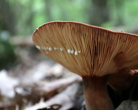 Corrugated-cap Milky - Lactifluus corrugis Cap: Felty; depressed center; brownish red; very wrinkled
Gills: Attached; close; frequent short gills; buff/pale orange; copious white milk
Stem: Equal; similar, but more pale in color than cap; base was white
Habitat: Growing under oak
https://www.jungledragon.com/image/90187/corrugated-cap_milky_-_lactifluus_corrugis.html Corrugated-cap milky,Geotagged,Lactifluus corrugis,Summer,United States