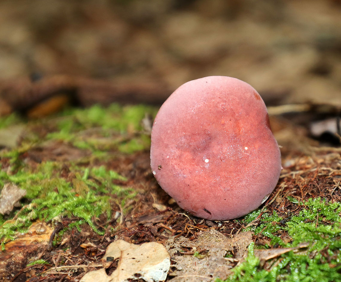 Mushroom - Russula sp. Habitat: Growing on the ground, under oak. Mixed forest.<br />
<figure class="photo"><a href="https://www.jungledragon.com/image/90190/mushroom_-_russula_sp.html" title="Mushroom - Russula sp."><img src="https://s3.amazonaws.com/media.jungledragon.com/images/3232/90190_thumb.jpg?AWSAccessKeyId=05GMT0V3GWVNE7GGM1R2&Expires=1769040010&Signature=lB8xQwWnMSmHlQtoj9siN8MUA2U%3D" width="200" height="148" alt="Mushroom - Russula sp. Habitat: Growing on the ground, under oak. Mixed forest.<br />
https://www.jungledragon.com/image/90189/mushroom_-_russula_sp.html Geotagged,Summer,United States" /></a></figure> Geotagged,Russula,Summer,United States,fungus,mushroom