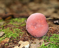 Mushroom - Russula sp. Habitat: Growing on the ground, under oak. Mixed forest.<br />
https://www.jungledragon.com/image/90190/mushroom_-_russula_sp.html Geotagged,Russula,Summer,United States,fungus,mushroom