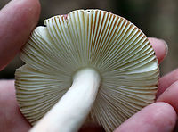 Mushroom - Russula sp. Habitat: Growing on the ground, under oak. Mixed forest.<br />
https://www.jungledragon.com/image/90189/mushroom_-_russula_sp.html Geotagged,Summer,United States