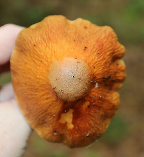 Corrugated Cortinarius - Cortinarius corrugatus Very wrinkled, orange cap with a central bump. Orange-brown gills. Tan stem that bruised orange.

Habitat: Growing on the ground in a deciduous forest.
https://www.jungledragon.com/image/90193/corrugated_cortinarius_-_cortinarius_corrugatus.html
https://www.jungledragon.com/image/90192/corrugated_cortinarius_-_cortinarius_corrugatus.html Corrugated Cortinarius,Cortinarius corrugatus,Geotagged,Summer,United States,cort,cortinarius,mushroom