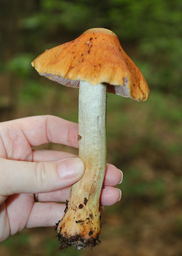 Corrugated Cortinarius - Cortinarius corrugatus Very wrinkled, orange cap with a central bump. Orange-brown gills. Tan stem that bruised orange.<br />
<br />
Habitat: Growing on the ground in a deciduous forest.<br />
<figure class="photo"><a href="https://www.jungledragon.com/image/90191/corrugated_cortinarius_-_cortinarius_corrugatus.html" title="Corrugated Cortinarius - Cortinarius corrugatus"><img src="https://s3.amazonaws.com/media.jungledragon.com/images/3232/90191_thumb.jpg?AWSAccessKeyId=05GMT0V3GWVNE7GGM1R2&Expires=1759968010&Signature=SRqE9LxK79I77nvL1mtSBx414mM%3D" width="140" height="152" alt="Corrugated Cortinarius - Cortinarius corrugatus Very wrinkled, orange cap with a central bump. Orange-brown gills. Tan stem that bruised orange.<br />
<br />
Habitat: Growing on the ground in a deciduous forest.<br />
https://www.jungledragon.com/image/90193/corrugated_cortinarius_-_cortinarius_corrugatus.html<br />
https://www.jungledragon.com/image/90192/corrugated_cortinarius_-_cortinarius_corrugatus.html Corrugated Cortinarius,Cortinarius corrugatus,Geotagged,Summer,United States,cort,cortinarius,mushroom" /></a></figure><br />
<figure class="photo"><a href="https://www.jungledragon.com/image/90193/corrugated_cortinarius_-_cortinarius_corrugatus.html" title="Corrugated Cortinarius - Cortinarius corrugatus"><img src="https://s3.amazonaws.com/media.jungledragon.com/images/3232/90193_thumb.jpg?AWSAccessKeyId=05GMT0V3GWVNE7GGM1R2&Expires=1759968010&Signature=1B4jv%2BEC0xnMZXBts8tql%2BwwbyM%3D" width="200" height="158" alt="Corrugated Cortinarius - Cortinarius corrugatus Very wrinkled, orange cap with a central bump. Orange-brown gills. Tan stem that bruised orange.<br />
<br />
Habitat: Growing on the ground in a deciduous forest.<br />
https://www.jungledragon.com/image/90191/corrugated_cortinarius_-_cortinarius_corrugatus.html<br />
https://www.jungledragon.com/image/90192/corrugated_cortinarius_-_cortinarius_corrugatus.html Corrugated Cortinarius,Cortinarius corrugatus,Geotagged,Summer,United States" /></a></figure> Corrugated Cortinarius,Cortinarius corrugatus,Geotagged,Summer,United States