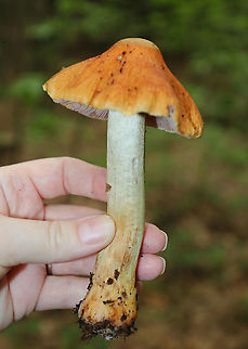 Corrugated Cortinarius - Cortinarius corrugatus Very wrinkled, orange cap with a central bump. Orange-brown gills. Tan stem that bruised orange.

Habitat: Growing on the ground in a deciduous forest.
https://www.jungledragon.com/image/90191/corrugated_cortinarius_-_cortinarius_corrugatus.html
https://www.jungledragon.com/image/90193/corrugated_cortinarius_-_cortinarius_corrugatus.html Corrugated Cortinarius,Cortinarius corrugatus,Geotagged,Summer,United States