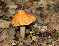 Corrugated Cortinarius - Cortinarius corrugatus Very wrinkled, orange cap with a central bump. Orange-brown gills. Tan stem that bruised orange.<br />
<br />
Habitat: Growing on the ground in a deciduous forest.<br />
https://www.jungledragon.com/image/90191/corrugated_cortinarius_-_cortinarius_corrugatus.html<br />
https://www.jungledragon.com/image/90192/corrugated_cortinarius_-_cortinarius_corrugatus.html Corrugated Cortinarius,Cortinarius corrugatus,Geotagged,Summer,United States