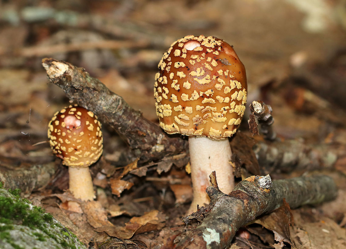 Eastern American Blusher - Amanita amerirubescens <br />
Habitat: Deciduous forest Amanita,Amanita amerirubescens,Eastern American Blusher,Geotagged,Summer,United States,mushroom