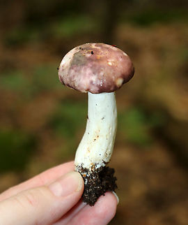 Mushroom - Russula sp. Maybe Russula variata?

Cap: Mottled brown, yellow, gray, and purple
Gills: White; Lots of guttation; slightly decurrent; forked
Stem: White; slightly enlarged near base; some brown spotting
Habitat: Deciduous forest
https://www.jungledragon.com/image/90197/mushroom_-_russula_sp.html
https://www.jungledragon.com/image/90196/mushroom_-_russula_sp.html Geotagged,Russula,Summer,United States,mushroom