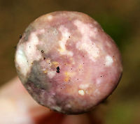 Mushroom - Russula sp. Maybe Russula variata?<br />
<br />
Cap: Mottled brown, yellow, gray, and purple<br />
Gills: White; Lots of guttation; slightly decurrent; forked<br />
Stem: White; slightly enlarged near base; some brown spotting<br />
Habitat: Deciduous forest<br />
https://www.jungledragon.com/image/90195/mushroom_-_russula_sp.html<br />
https://www.jungledragon.com/image/90197/mushroom_-_russula_sp.html Geotagged,Summer,United States