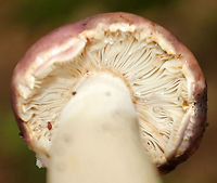 Mushroom - Russula sp. Maybe Russula variata?<br />
<br />
Cap: Mottled brown, yellow, gray, and purple<br />
Gills: White; Lots of guttation; slightly decurrent; forked<br />
Stem: White; slightly enlarged near base; some brown spotting<br />
Habitat: Deciduous forest<br />
https://www.jungledragon.com/image/90195/mushroom_-_russula_sp.html<br />
https://www.jungledragon.com/image/90196/mushroom_-_russula_sp.html Geotagged,Summer,United States