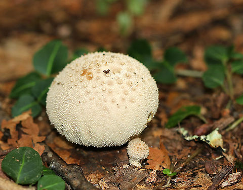 Common Puffball - Lycoperdon perlatum The larger puffball didn’t really have a stem, but the tiny one did. Inside spore mass was olive-brown. 

Habitat: Growing on the ground in a deciduous forest Common puffball,Geotagged,Lycoperdon,Lycoperdon perlatum,Summer,United States,puffball