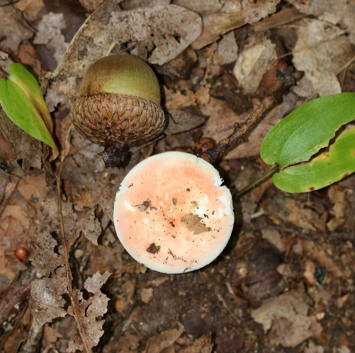 Russula flavisiccans *Seeking confirmation for the ID*<br />
<br />
Cap: Flat/very shallowly depressed; dry; pale pink with yellowish brown discoloration in the center<br />
Gills: White; attached; infrequent short gills<br />
Stipe: White; equal with a kink near the base; dry; some brownish discoloration<br />
Habitat: Deciduous forest with lots of oak, hickory, and birch<br />
<figure class="photo"><a href="https://www.jungledragon.com/image/90223/russula_flavisiccans.html" title="Russula flavisiccans"><img src="https://s3.amazonaws.com/media.jungledragon.com/images/3232/90223_thumb.jpg?AWSAccessKeyId=05GMT0V3GWVNE7GGM1R2&Expires=1759968010&Signature=eaGtnsS4BQziMZArq9n%2FTKJ%2BkkQ%3D" width="200" height="156" alt="Russula flavisiccans *Seeking confirmation for the ID*<br />
<br />
Cap: Flat/very shallowly depressed; dry; pale pink with yellowish brown discoloration in the center<br />
Gills: White; attached; infrequent short gills<br />
Stipe: White; equal with a kink near the base; dry; some brownish discoloration<br />
Habitat: Deciduous forest with lots of oak, hickory, and birch<br />
https://www.jungledragon.com/image/90222/russula_flavisiccans.html Geotagged,Russula flavisiccans,Summer,United States" /></a></figure> Geotagged,Russula,Russula flavisiccans,Summer,United States,mushroom,pink Russula