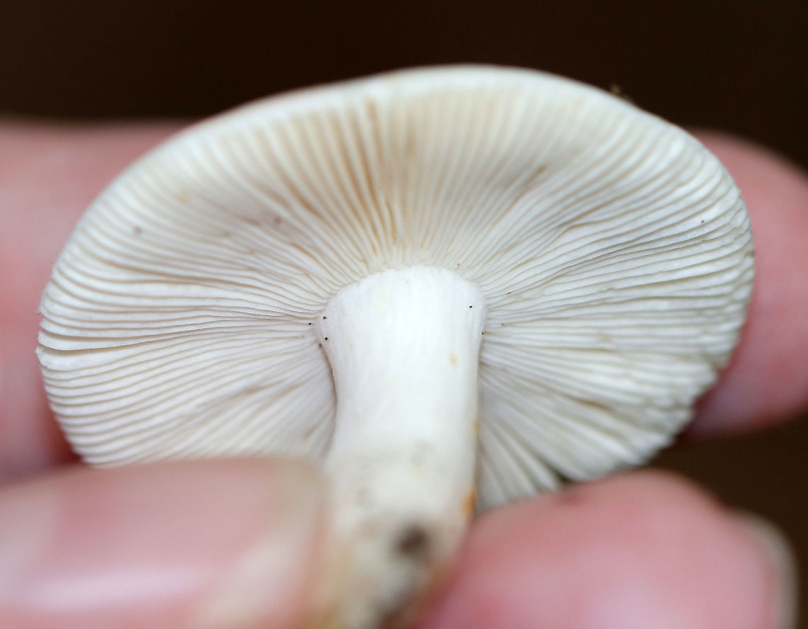 Russula flavisiccans *Seeking confirmation for the ID*<br />
<br />
Cap: Flat/very shallowly depressed; dry; pale pink with yellowish brown discoloration in the center<br />
Gills: White; attached; infrequent short gills<br />
Stipe: White; equal with a kink near the base; dry; some brownish discoloration<br />
Habitat: Deciduous forest with lots of oak, hickory, and birch<br />
<figure class="photo"><a href="https://www.jungledragon.com/image/90222/russula_flavisiccans.html" title="Russula flavisiccans"><img src="https://s3.amazonaws.com/media.jungledragon.com/images/3232/90222_thumb.jpg?AWSAccessKeyId=05GMT0V3GWVNE7GGM1R2&Expires=1759968010&Signature=PEM6E0PEFyhsEhTZKKaGZhaZ4iY%3D" width="200" height="200" alt="Russula flavisiccans *Seeking confirmation for the ID*<br />
<br />
Cap: Flat/very shallowly depressed; dry; pale pink with yellowish brown discoloration in the center<br />
Gills: White; attached; infrequent short gills<br />
Stipe: White; equal with a kink near the base; dry; some brownish discoloration<br />
Habitat: Deciduous forest with lots of oak, hickory, and birch<br />
https://www.jungledragon.com/image/90223/russula_flavisiccans.html Geotagged,Russula,Russula flavisiccans,Summer,United States,mushroom,pink Russula" /></a></figure> Geotagged,Russula flavisiccans,Summer,United States