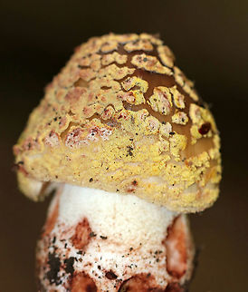 Eastern American Blusher - Amanita amerirubescens Short, stout, and covered in warts.

Habitat: Deciduous forest Amanita amerirubescens,Eastern American Blusher,Geotagged,Summer,United States,amanita,blusher,mushroom