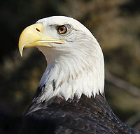 Bald Eagle - Haliaeetus leucocephalus Meet Aurora. She's a female bald eagle that had been hit by a truck in Missouri.  Afterwards, she was found wading in the Mississippi River by boaters. The wildlife police rescued her and she was sent to rehabilitation. She suffered from radius, ulna, and metacarpal fractures, which make it impossible for her to extend her left wing and fly. So, she is sadly not releasable.  Aurora now lives in Connecticut where she is an educational ambassador for Christine&rsquo;s Critters, which is a non-profit group that rehabilitates birds of prey. <br />
https://www.jungledragon.com/image/90257/bald_eagle_-_haliaeetus_leucocephalus.html Bald Eagle,Eagle,Geotagged,Haliaeetus,Haliaeetus leucocephalus,United States,Winter,captive animal