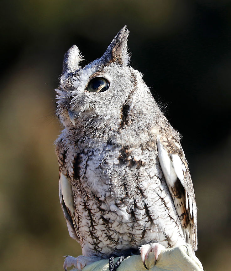 Eastern Screech Owl - Megascops asio This is Ash. He was found on the side of the road after being hit by a car. He is blind and deaf on his left side as a result of the accident and cannot be released back into the wild. Ash lives in Connecticut where he is an educational ambassador for Christine’s Critters, which is a non-profit group that rehabilitates birds of prey.<br />
<figure class="photo"><a href="https://www.jungledragon.com/image/90253/eastern_screech_owl_-_megascops_asio.html" title="Eastern Screech Owl - Megascops asio"><img src="https://s3.amazonaws.com/media.jungledragon.com/images/3232/90253_thumb.jpg?AWSAccessKeyId=05GMT0V3GWVNE7GGM1R2&Expires=1759968010&Signature=NzWcwG0N%2BUp8lAe%2Bi2sv0kD9jHU%3D" width="136" height="152" alt="Eastern Screech Owl - Megascops asio This is Ash. He was found on the side of the road after being hit by a car. He is blind and deaf on his left side as a result of the accident and cannot be released back into the wild. Ash lives in Connecticut where he is an educational ambassador for Christine’s Critters, which is a non-profit group that rehabilitates birds of prey.<br />
https://www.jungledragon.com/image/90251/eastern_screech_owl_-_megascops_asio.html<br />
https://www.jungledragon.com/image/90252/eastern_screech_owl_-_megascops_asio.html Eastern Screech Owl,Geotagged,Megascops asio,United States,Winter,captive animal,owl" /></a></figure><br />
<figure class="photo"><a href="https://www.jungledragon.com/image/90252/eastern_screech_owl_-_megascops_asio.html" title="Eastern Screech Owl - Megascops asio"><img src="https://s3.amazonaws.com/media.jungledragon.com/images/3232/90252_thumb.jpg?AWSAccessKeyId=05GMT0V3GWVNE7GGM1R2&Expires=1759968010&Signature=HeYunZpTunk6l99c7vkteR5kgKY%3D" width="140" height="152" alt="Eastern Screech Owl - Megascops asio This is Ash. He was found on the side of the road after being hit by a car. He is blind and deaf on his left side as a result of the accident and cannot be released back into the wild. Ash lives in Connecticut where he is an educational ambassador for Christine’s Critters, which is a non-profit group that rehabilitates birds of prey.<br />
https://www.jungledragon.com/image/90251/eastern_screech_owl_-_megascops_asio.html<br />
https://www.jungledragon.com/image/90253/eastern_screech_owl_-_megascops_asio.html Eastern Screech Owl,Geotagged,Megascops asio,United States,Winter,captive animal,owl,screech owl" /></a></figure> Eastern Screech Owl,Geotagged,Megascops,Megascops asio,United States,Winter,captive animal,owl,screech owl