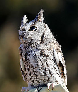 Eastern Screech Owl - Megascops asio This is Ash. He was found on the side of the road after being hit by a car. He is blind and deaf on his left side as a result of the accident and cannot be released back into the wild.  Ash lives in Connecticut where he is an educational ambassador for Christine’s Critters, which is a non-profit group that rehabilitates birds of prey.
https://www.jungledragon.com/image/90253/eastern_screech_owl_-_megascops_asio.html
https://www.jungledragon.com/image/90252/eastern_screech_owl_-_megascops_asio.html Eastern Screech Owl,Geotagged,Megascops,Megascops asio,United States,Winter,captive animal,owl,screech owl