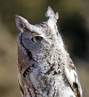 Eastern Screech Owl - Megascops asio This is Ash. He was found on the side of the road after being hit by a car. He is blind and deaf on his left side as a result of the accident and cannot be released back into the wild. Ash lives in Connecticut where he is an educational ambassador for Christine’s Critters, which is a non-profit group that rehabilitates birds of prey.
https://www.jungledragon.com/image/90251/eastern_screech_owl_-_megascops_asio.html
https://www.jungledragon.com/image/90253/eastern_screech_owl_-_megascops_asio.html Eastern Screech Owl,Geotagged,Megascops asio,United States,Winter,captive animal,owl,screech owl