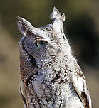 Eastern Screech Owl - Megascops asio This is Ash. He was found on the side of the road after being hit by a car. He is blind and deaf on his left side as a result of the accident and cannot be released back into the wild. Ash lives in Connecticut where he is an educational ambassador for Christine’s Critters, which is a non-profit group that rehabilitates birds of prey.<br />
https://www.jungledragon.com/image/90251/eastern_screech_owl_-_megascops_asio.html<br />
https://www.jungledragon.com/image/90253/eastern_screech_owl_-_megascops_asio.html Eastern Screech Owl,Geotagged,Megascops asio,United States,Winter,captive animal,owl,screech owl